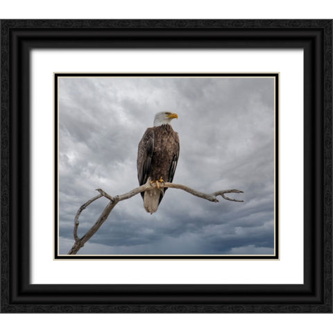 Above It All Black Ornate Wood Framed Art Print with Double Matting by Parker, Kelley