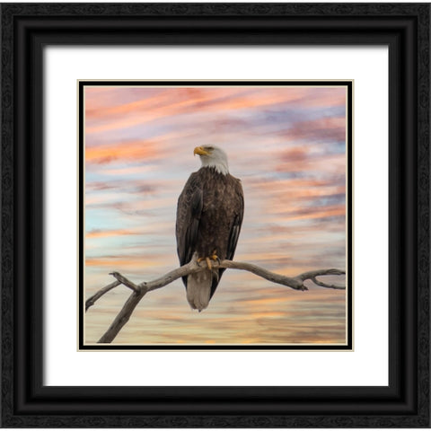 Sky Hunter Black Ornate Wood Framed Art Print with Double Matting by Parker, Kelley