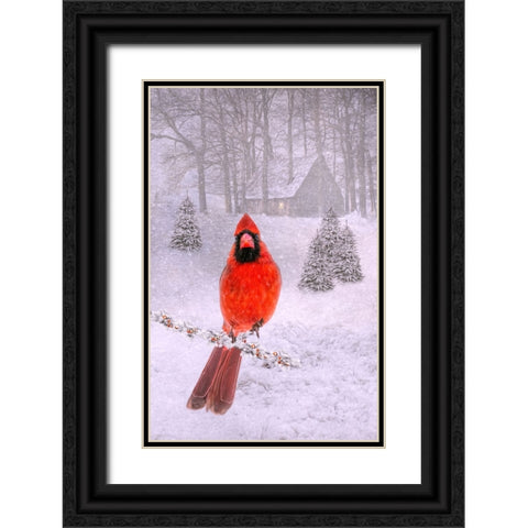 Cardinal Peace Black Ornate Wood Framed Art Print with Double Matting by Parker, Kelley