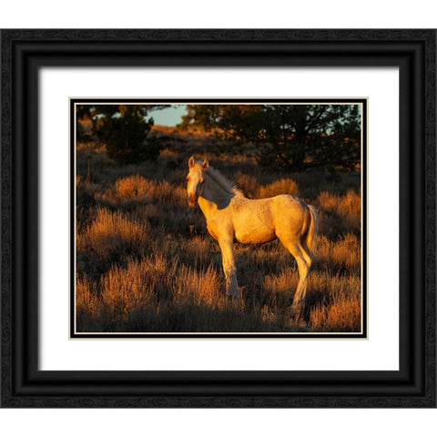 Pueblos Colt Black Ornate Wood Framed Art Print with Double Matting by McFerrin, Larry
