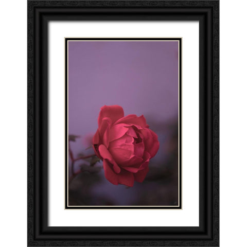 Pinky Rose Black Ornate Wood Framed Art Print with Double Matting by Lee, Judson