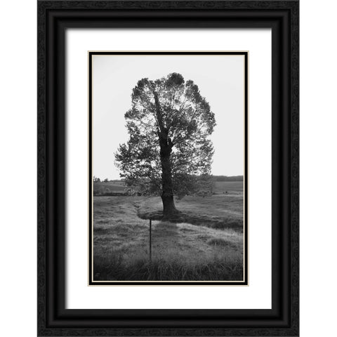 Giant Tree Black Ornate Wood Framed Art Print with Double Matting by Lee, Judson