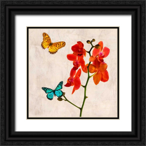 Orchids and Butterflies II Black Ornate Wood Framed Art Print with Double Matting by Rizzardi, Teo