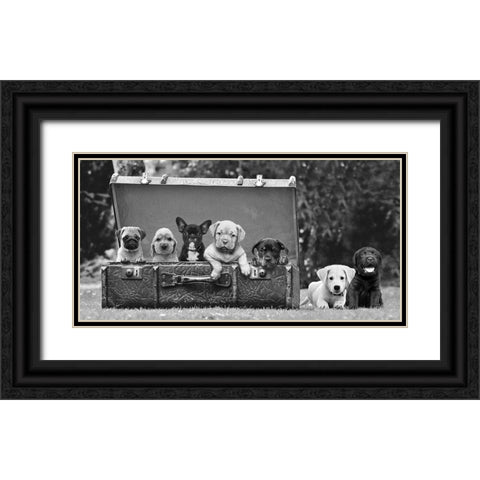 Dog Pups in a Suitcase Black Ornate Wood Framed Art Print with Double Matting by Pangea Images