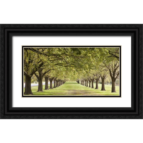 Rows of trees bordering greensward Black Ornate Wood Framed Art Print with Double Matting by Ocean IMAGES