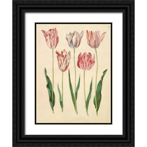 Tulipa gesneriana Black Ornate Wood Framed Art Print with Double Matting by Holtzbecher, Johannes S.