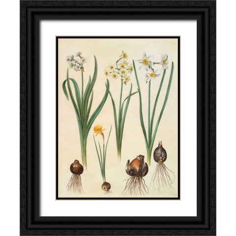 Narcissus Black Ornate Wood Framed Art Print with Double Matting by Holtzbecher, Johannes S.
