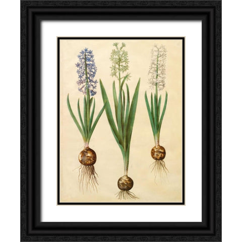 Hyacinthoides orientalis Black Ornate Wood Framed Art Print with Double Matting by Holtzbecher, Johannes S.