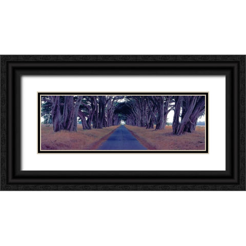 Monterey Cypress Trees Point Reyes California Black Ornate Wood Framed Art Print with Double Matting by Berenholtz, Richard