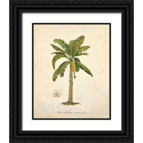 Banana Palm Illustration  Black Ornate Wood Framed Art Print with Double Matting by Fisk, Arnie