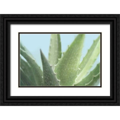Soft Focus Succulent 1 Black Ornate Wood Framed Art Print with Double Matting by Greenwood, Julie