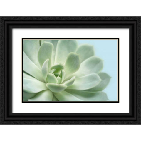Soft Focus Succulent 3 Black Ornate Wood Framed Art Print with Double Matting by Greenwood, Julie