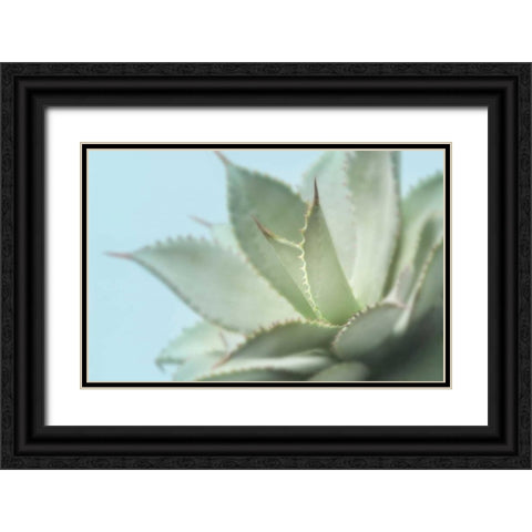 Soft Focus Succulent 4 Black Ornate Wood Framed Art Print with Double Matting by Greenwood, Julie