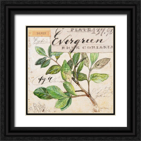 Evergreen Branch-Sketchbook Black Ornate Wood Framed Art Print with Double Matting by Staehling, Angela