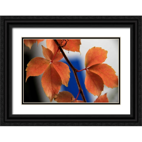 Red Autumn 2 Black Ornate Wood Framed Art Print with Double Matting by Rauscher, Michel