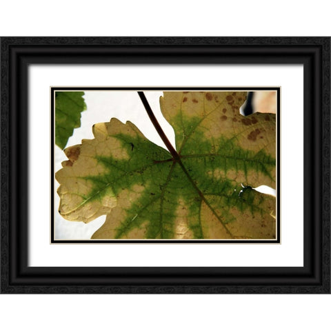 Nature Shapes 1 Black Ornate Wood Framed Art Print with Double Matting by Rauscher, Michel