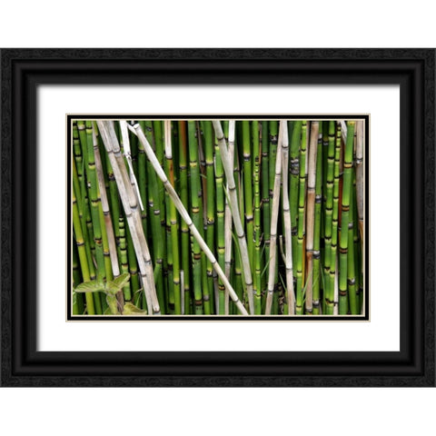 Nature Shapes 2 Black Ornate Wood Framed Art Print with Double Matting by Rauscher, Michel