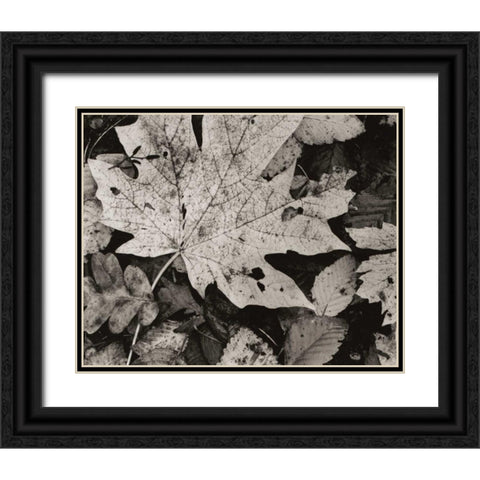 Forest Detail Black Ornate Wood Framed Art Print with Double Matting by Aniballi, Brett