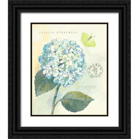 Claires Garden Hydrangea Black Ornate Wood Framed Art Print with Double Matting by Della-Piana, Elissa