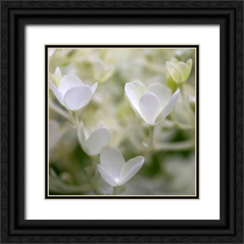 Ivory Hydrangea Black Ornate Wood Framed Art Print with Double Matting by Amber Light Gallery
