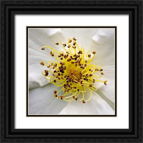 Rose Center Black Ornate Wood Framed Art Print with Double Matting by Amber Light Gallery