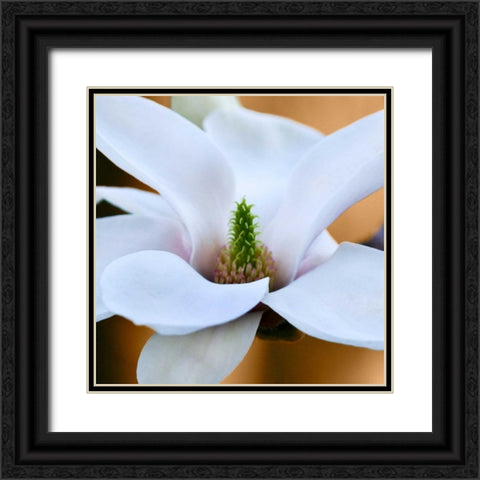Open Magnolia Black Ornate Wood Framed Art Print with Double Matting by Amber Light Gallery