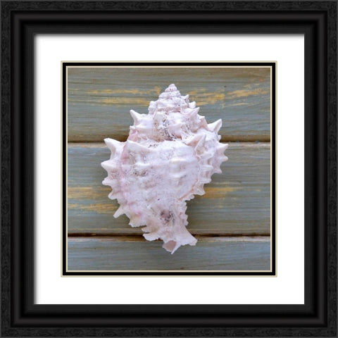 White Conch  Black Ornate Wood Framed Art Print with Double Matting by Amber Light Gallery