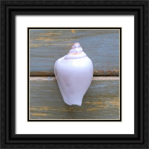 White Shell  Black Ornate Wood Framed Art Print with Double Matting by Amber Light Gallery