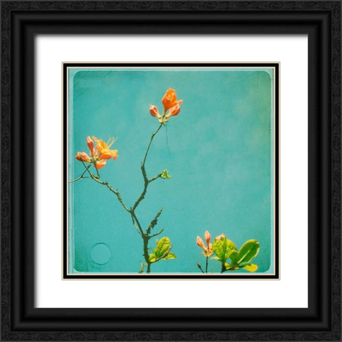 Orange Flowers Black Ornate Wood Framed Art Print with Double Matting by Dvorak, Vicki