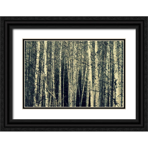 Birch Dream Black Ornate Wood Framed Art Print with Double Matting by Dickinson, Robin