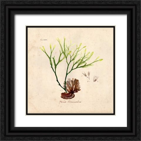 Antique Seaweed 1 Black Ornate Wood Framed Art Print with Double Matting by Z Studio