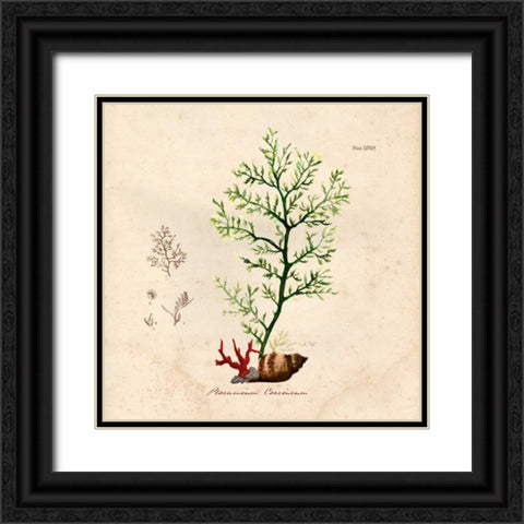Antique Seaweed 2 Black Ornate Wood Framed Art Print with Double Matting by Z Studio