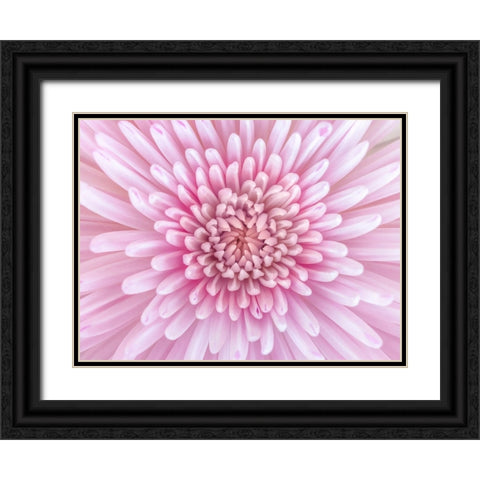 Close-up of Chrysanthemum flower, full frame Black Ornate Wood Framed Art Print with Double Matting by Frank, Assaf