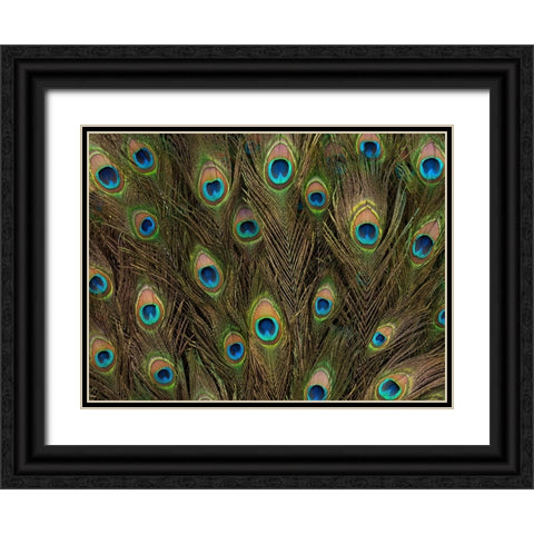 Peacock feather close-up Black Ornate Wood Framed Art Print with Double Matting by Frank, Assaf
