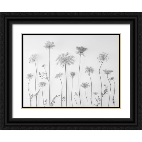 Cow parsley Black Ornate Wood Framed Art Print with Double Matting by Frank, Assaf