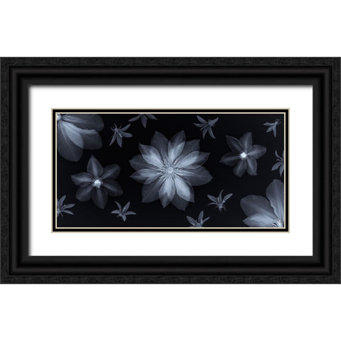Clematis flowers Black Ornate Wood Framed Art Print with Double Matting by Frank, Assaf
