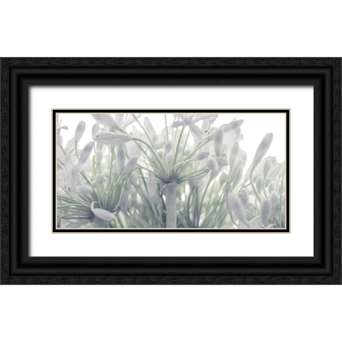 African Lily flowers Black Ornate Wood Framed Art Print with Double Matting by Frank, Assaf