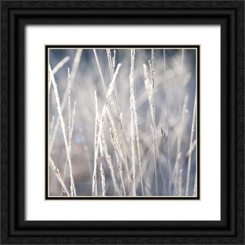 Frost on Grass Black Ornate Wood Framed Art Print with Double Matting by Frank, Assaf