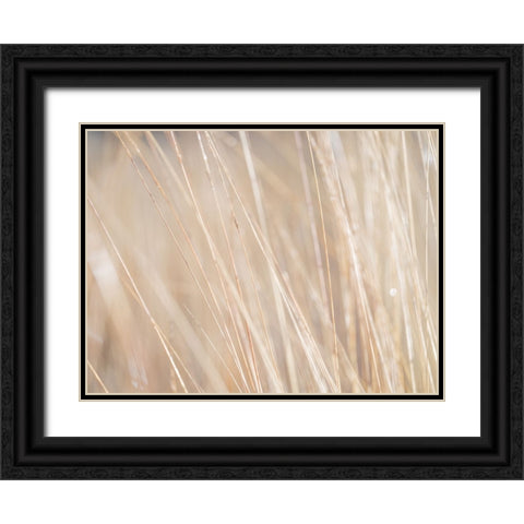 Reeds Black Ornate Wood Framed Art Print with Double Matting by Frank, Assaf