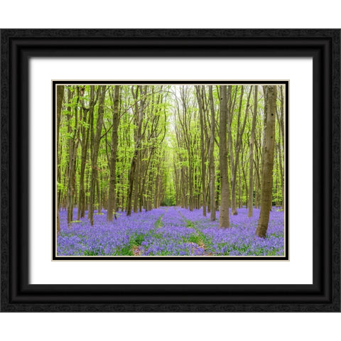Bluebell wood path Black Ornate Wood Framed Art Print with Double Matting by Frank, Assaf