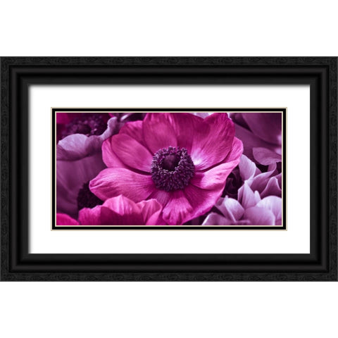 AF20111223 Anemone 008C15-2 RaspberryC01 Black Ornate Wood Framed Art Print with Double Matting by Frank, Assaf
