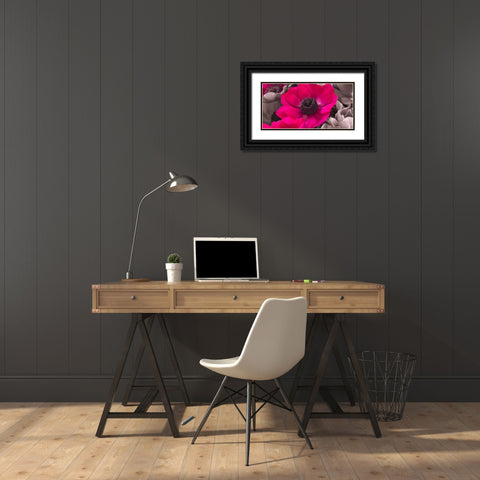 AF20111223 Anemone 008C15-2 Raspberry Black Ornate Wood Framed Art Print with Double Matting by Frank, Assaf