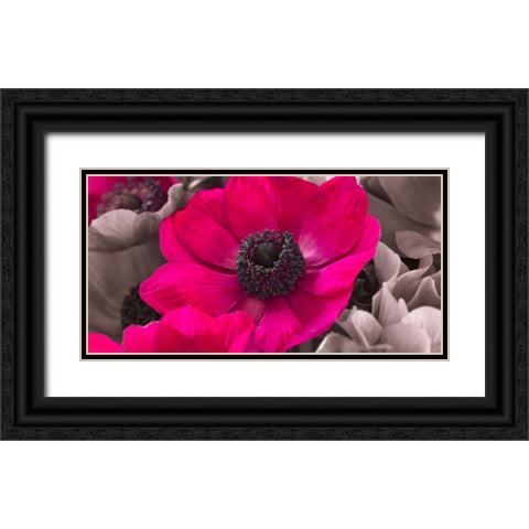 AF20111223 Anemone 008C15-2 Raspberry Black Ornate Wood Framed Art Print with Double Matting by Frank, Assaf