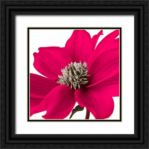 AF20110714 Dahlia 107C08 Black Ornate Wood Framed Art Print with Double Matting by Frank, Assaf
