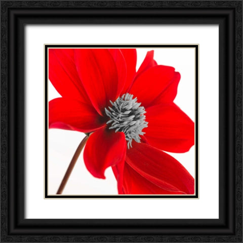 AF20110714 Dahlia 106C15 Black Ornate Wood Framed Art Print with Double Matting by Frank, Assaf