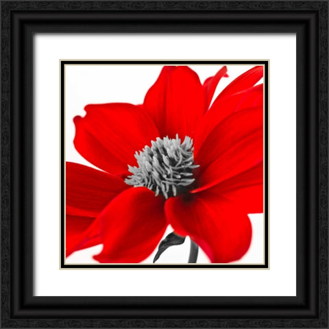 AF20110714 Dahlia 107C15 Black Ornate Wood Framed Art Print with Double Matting by Frank, Assaf