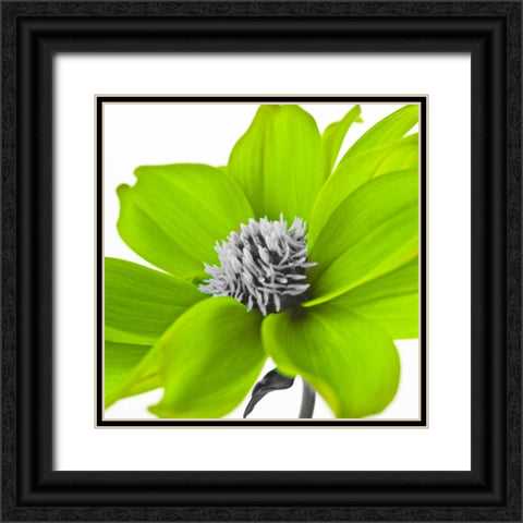 AF20110714 Dahlia 107C15 Green Black Ornate Wood Framed Art Print with Double Matting by Frank, Assaf
