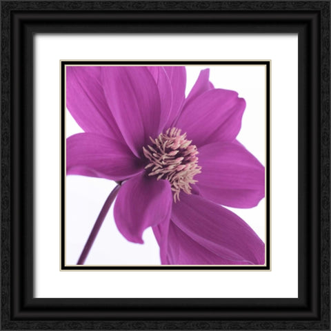 AF20110714 Dahlia 106C16 Black Ornate Wood Framed Art Print with Double Matting by Frank, Assaf
