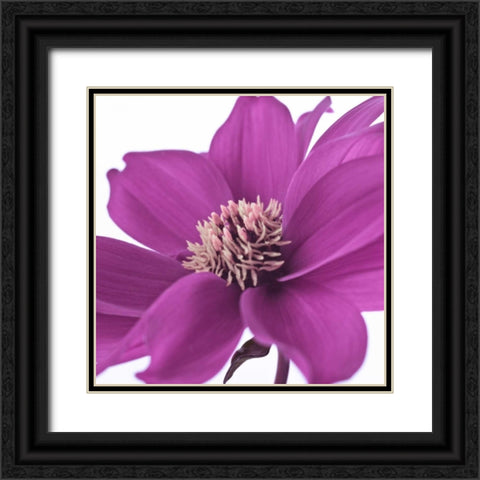 AF20110714 Dahlia 107C16 Black Ornate Wood Framed Art Print with Double Matting by Frank, Assaf