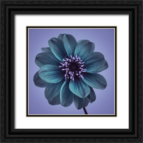 AF20110818 Dahlia 016C19bC01 Black Ornate Wood Framed Art Print with Double Matting by Frank, Assaf
